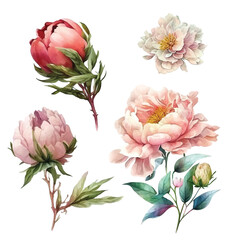 Peony flower watercolor paint collection 