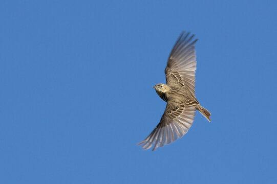Tree Pipit