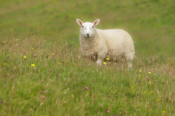 Close up of a  well grown Cheviot lamb, stood in the colourful machair on the Isle of Canna, Inner Hebrides, Scotland.  Facing camera.  Horizontal.  Space for copy.