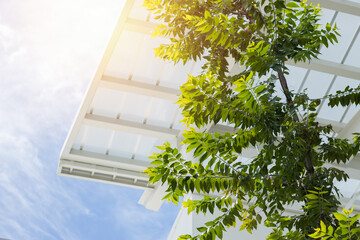 green eco building concept. indoor green tree with sun roof for clean fresh air and low energy use.