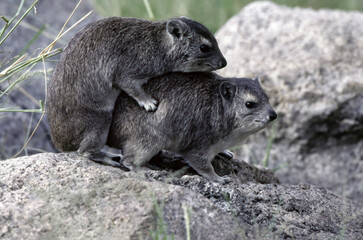 Yellow-spotted rock hyrax