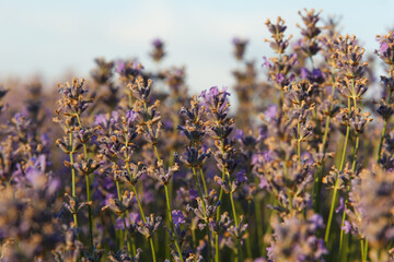 Blooming lavender in a field against a blue sky