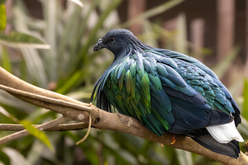 close-up portrait of nicobar pigeon perching on branch