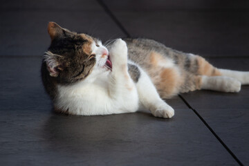 Cat, nice pets in the floor