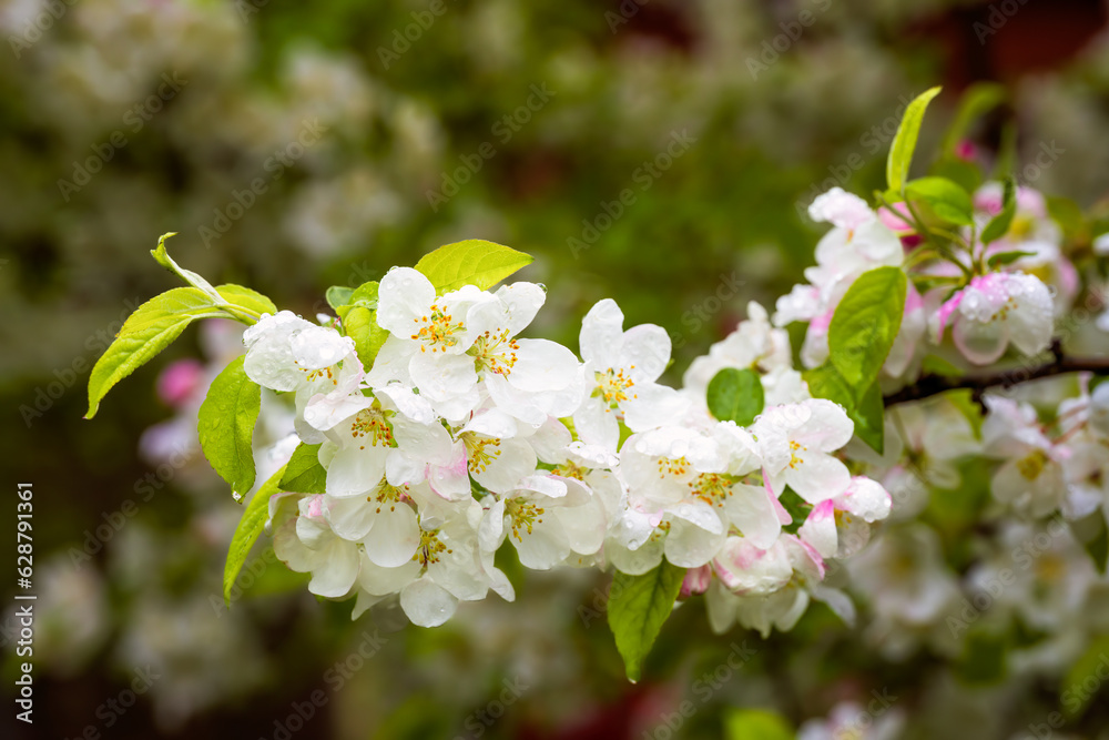 Sticker Flowering apple tree with white blossoms