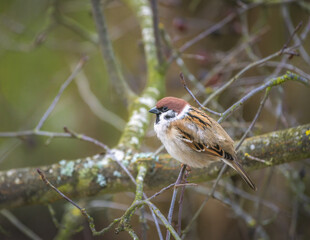 Sparrow sitting on the branch of a tree