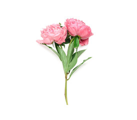 Pink peony flowers isolated on white background