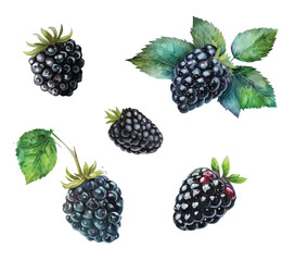 Set of Blackberries watercolor paint ilustration