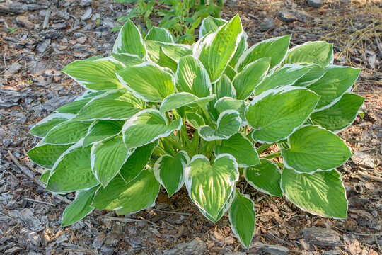 Zadbana funkia falista rosnąca na ści&oacute;łce z kory