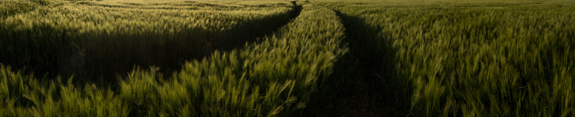 Grain field