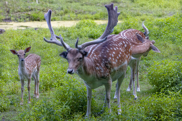 The fallow deer (Dama dama) .This deer is native species to Europe. Male fallow deer with growing antlers in velvet.