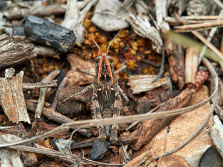 Short-horned Grasshoppers and Locusts. Family Acrididae. Genus Calliptamus.