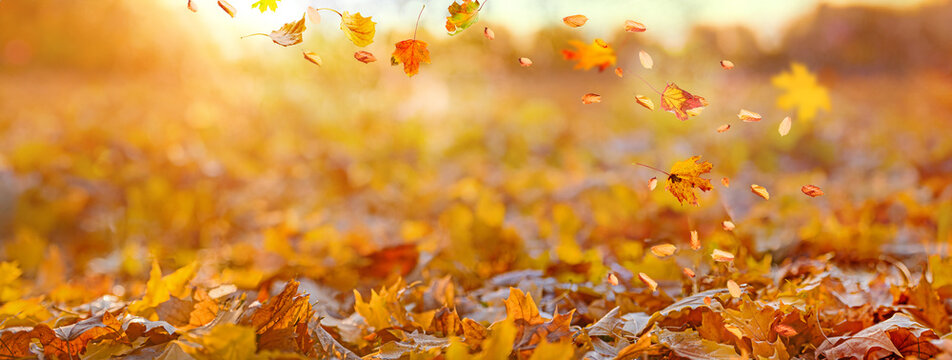 orange fall  leaves in park, sunny autumn natural background
