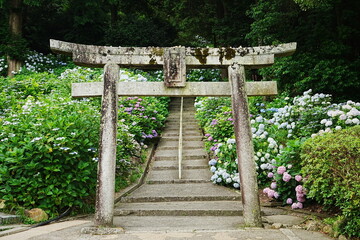 Hydrangea Flower and Torii Gate of Kibitu-jinja or Shrine in Okayama, Japan - 日本 岡山 吉備津神社 鳥居 紫陽花の花