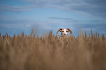 Lurcher dog peering through a field of wheat