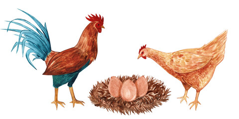 hen, rooster, nest with eggs watercolor