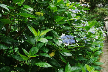 Blue and Purple Hydrangea Flower on Street - ブルー 紫色 紫陽花