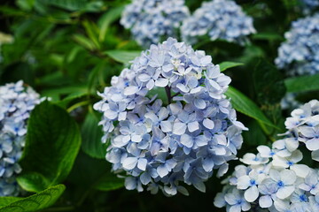 Blue and Purple Hydrangea Flower on Street - ブルー 紫色 紫陽花