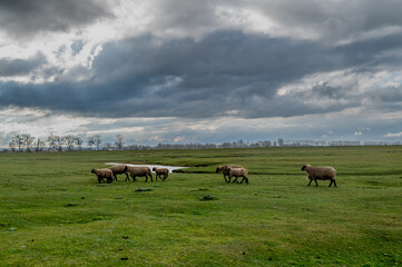 Moutons dans une prairie