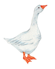 Watercolor white goose. Cute farm bird. Hand drawn illustration on transparent.