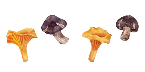 Watercolor shiitake and chanterelle mushrooms set. Hand drawn mushrooms illustration isolated on white.