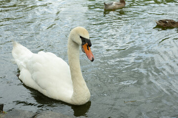 schwan 