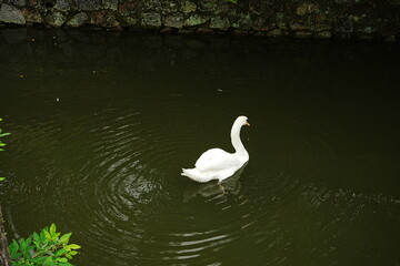 White Swan Floating on Kurashiki River in Okayama, Japan - 日本 白鳥