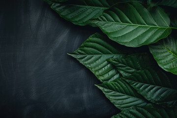 Plant leaf frame, dark green background. nature concept. Generative ai