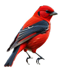 Scarlet Tanager, Common forest bird, Songbird, isolated, transparent background, no background. PNG.