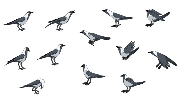 vector set of crow in different poses, black crow which caws  - Vector