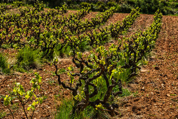 Traditional Mediterranean vineyards.  Grape vine steam