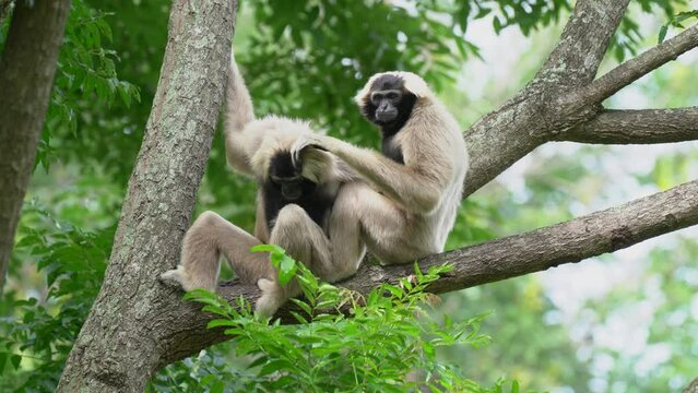 Pileated Gibbon(Hylobates pileatus) on tree.