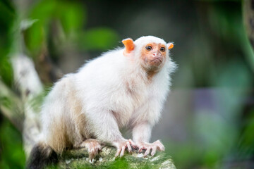 The silvery marmoset (Mico argentatus) is a New World monkey that lives in the eastern Amazon...
