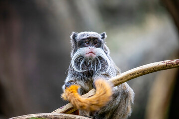a Emperor tamarin closeup image.
It is a species of tamarin allegedly named for its resemblance to the German emperor Wilhelm II.