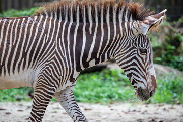 Fototapeta na wymiar A Grevy's zebra foal, the largest living wild equid and the largest and most threatened of the three species of zebra, Compared with others, it is tall, has large ears, and its stripes are narrow.