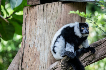 The black-and-white ruffed lemur (Varecia variegata). An endangered species of ruffed lemur, one of two which are endemic to the island of Madagascar.
It is known for its loud, raucous calls.
