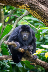 The closeup image of black howler monkey (Alouatta caraya).
Only the adult male is black; adult females and juveniles of both genders are overall whitish to yellowish-buff.