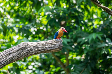 A wild stork-billed kingfisher (Pelargopsis capensis) stands on the tree. It is a tree kingfisher which is widely distributed in the tropical area.