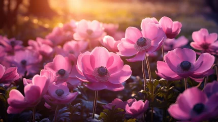Deurstickers Beautiful purple anemone flowers at sunset, lined up among the sun's rays, background. Generative ai © LFK