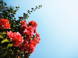bougainvillea plant with background of blue sky