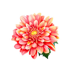 Dahlia flower clipart isolated on white background. Botanical illustration. - 628823771