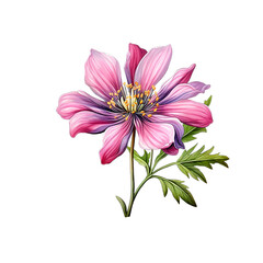 Botanical illustration of anemone flower isolated on white background. - 628823777