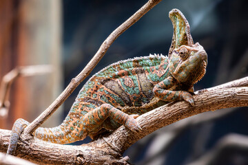 a Veiled chameleon. it is a species of chameleon native to the Arabian Peninsula in Yemen and Saudi Arabia.
have a casque on the head which grows larger as the chameleon matures