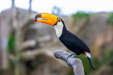 Fototapeta premium The toco toucan (Ramphastos toco) is the largest and probably the best known species in the toucan family. It is found in semi-open habitats throughout a large part of South America.