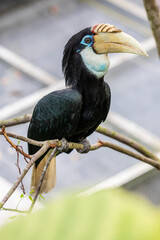 The female Blyth's hornbill (Rhyticeros plicatus) is a large hornbill inhabiting the forest canopy in Wallacea and Melanesia.
Its local name in Tok Pisin is kokomo.