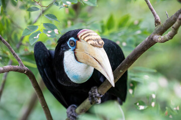 The female Blyth's hornbill (Rhyticeros plicatus) is a large hornbill inhabiting the forest canopy in Wallacea and Melanesia.
Its local name in Tok Pisin is kokomo.
