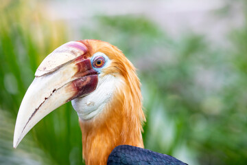 The Male Blyth's hornbill (Rhyticeros plicatus) is a large hornbill inhabiting the forest canopy in Wallacea and Melanesia.
Its local name in Tok Pisin is kokomo.