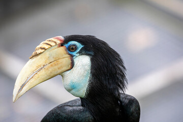 The female Blyth's hornbill (Rhyticeros plicatus) is a large hornbill inhabiting the forest canopy in Wallacea and Melanesia.
Its local name in Tok Pisin is kokomo.