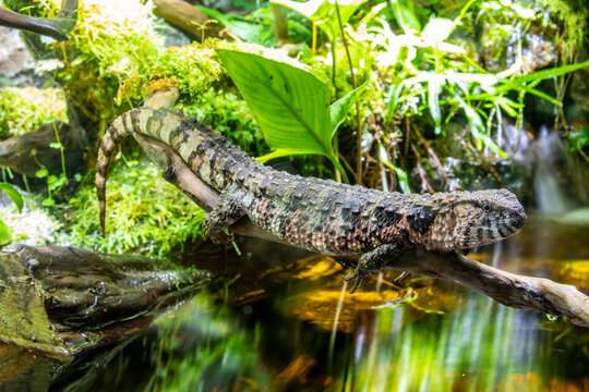 The Chinese crocodile lizard (Shinisaurus crocodilurus) is a semiaquatic lizard found only in cool forests in southern China and northern Vietnam. 