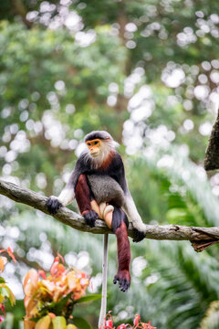 The red-shanked douc (Pygathrix nemaeus), is a species of Old World monkey, among the most colourful of all primates, an arboreal and diurnal monkey that eats and sleeps in the trees of the forest.